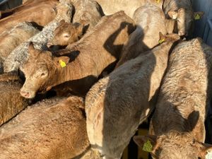 Smashing Charolais Heifers - Image 3