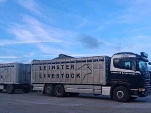 CALVES • HEIFERS • BULLOCKS • BULLS - Image 2
