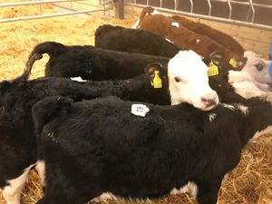 Strong Healthy Calves - Image 3