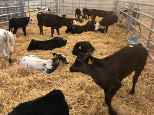 Strong Healthy Calves - Image 4