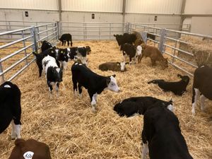 Strong Healthy Calves - Image 3