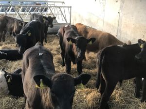 Strong Healthy Calves - Image 2