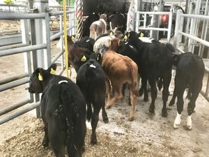 Strong Healthy Calves - Image 4