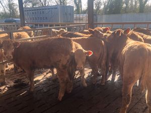 15 Smashing Golden Charolais Heifers - Image 2