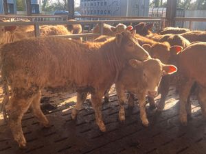 15 Smashing Golden Charolais Heifers - Image 3