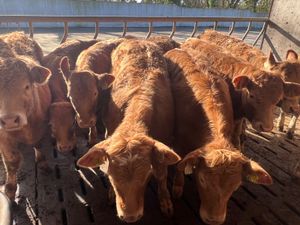 15 Smashing Golden Charolais Heifers - Image 3