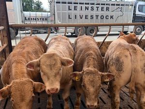 The Special Ones ❌ Bullocks ❌ - Image 2