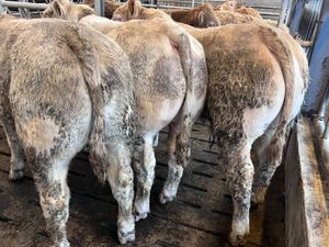 U Grading  Bullocks - Image 2