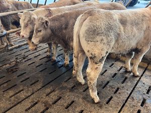 The Special Ones ❌ Bullocks ❌ - Image 3