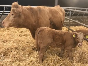 COW AND CALF - Image 3