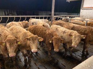 Fresh in • 30 Rough Charolais Bullocks • - Image 3