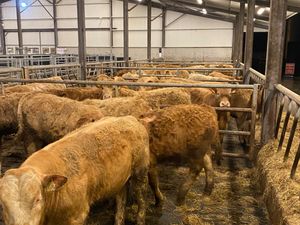 Fresh in • 30 Rough Charolais Bullocks • - Image 2