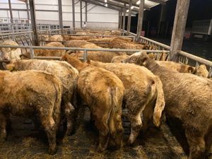 Fresh in • 30 Rough Charolais Bullocks • - Image 2