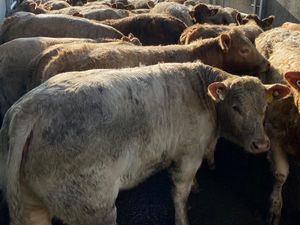 LEINSTER LIVESTOCK • GRANARD •  CATTLE - Image 4