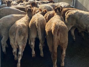 LEINSTER LIVESTOCK • GRANARD •  CATTLE - Image 3