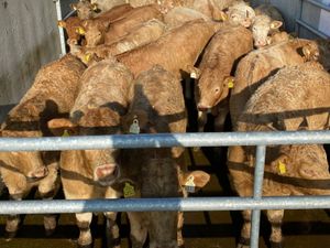 LEINSTER LIVESTOCK • GRANARD •  CATTLE - Image 2