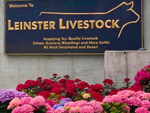 Smashing Charolais Bullocks / Heifers - Image 2