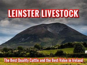 DO U NEED CATTLE • LEINSTER LIVESTOCK - Image 2