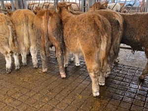 8 Smashing Charolais Bullocks - Image 3