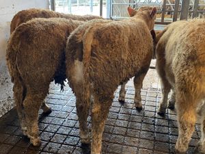 Smashing Charolais Bullocks - Image 2