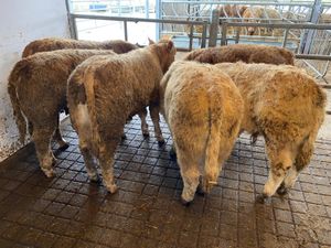 8 Smashing Charolais Bullocks - Image 2