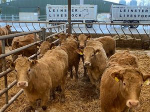 8 Golden Charolais Heifers - Image 3