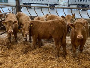 8 Golden Charolais Heifers - Image 2
