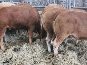 5 Star  Breeding Heifers - Image 3