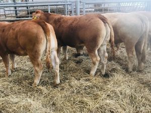 5 Star  Breeding Heifers - Image 2