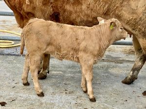 COW AND CALF - Image 2