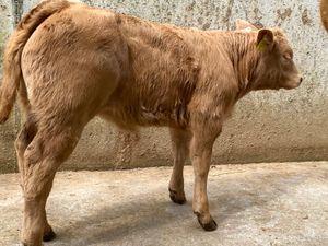 COW AND CALF - Image 3