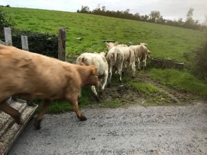 Thanks Stephen  • GORTEEN  • SLIGO - Image 2