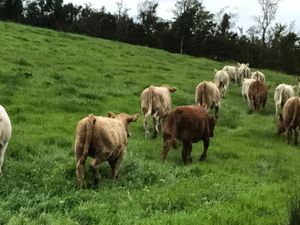 Thanks Stephen  • GORTEEN  • SLIGO - Image 2