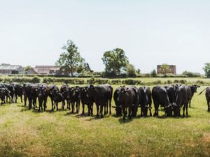 Dairy Farmers for 2026 Breeding Season - Image 4