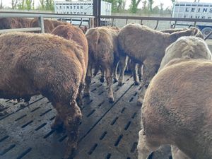 25/3/26 • 10 Golden Charolais Bullocks - Image 3