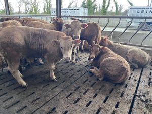 Smashing Golden Charolais Bullocks - Image 2