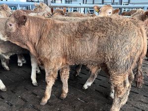 25/3/26 • 10 Golden Charolais Bullocks - Image 2