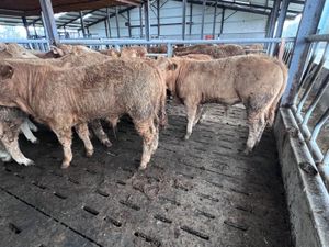Golden Charolais Bullocks - Image 2