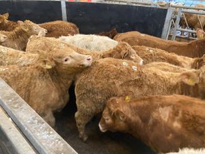 25/3/26 • Very Nice Heifers - Image 3