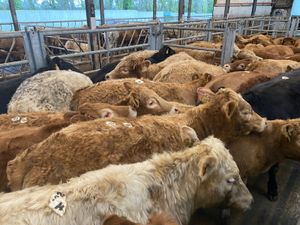 25/3/26 • Very Nice Heifers - Image 4