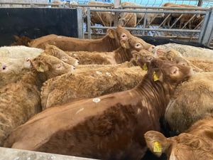 25/3/26 • Very Nice Heifers - Image 2