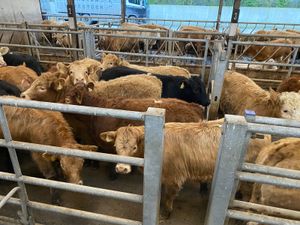 • Very Nice Heifers • - Image 2