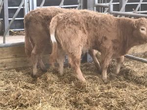 ❌ DEAL OF THE WEEK ❌ - Image 2