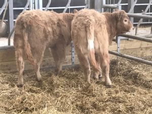 ❌ DEAL OF THE WEEK ❌ - Image 3