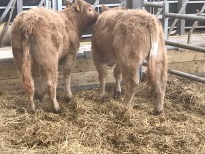 ❌ DEAL OF THE WEEK ❌ - Image 4