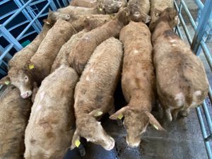 350kg Golden Charolais Heifers - Image 3