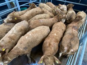 350kg Golden Charolais Heifers - Image 2