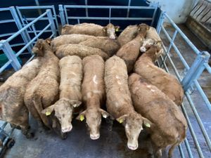 💥350kg Golden Charolais Heifers💥 - Image 2
