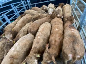 350kg Golden Charolais Heifers - Image 4