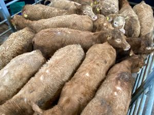 💥350kg Golden Charolais Heifers💥 - Image 2